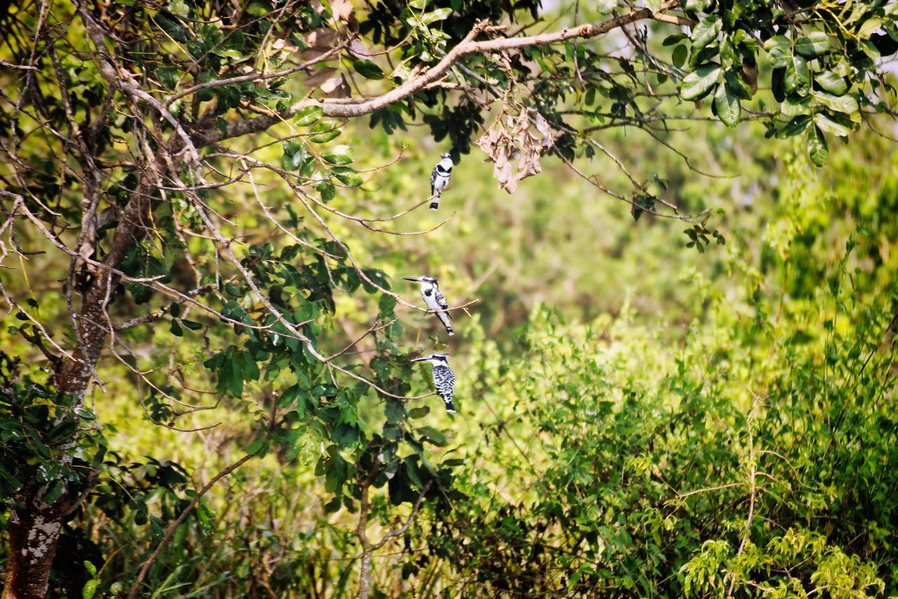 Twiga Safari Lodge Paraa Kültér fotó