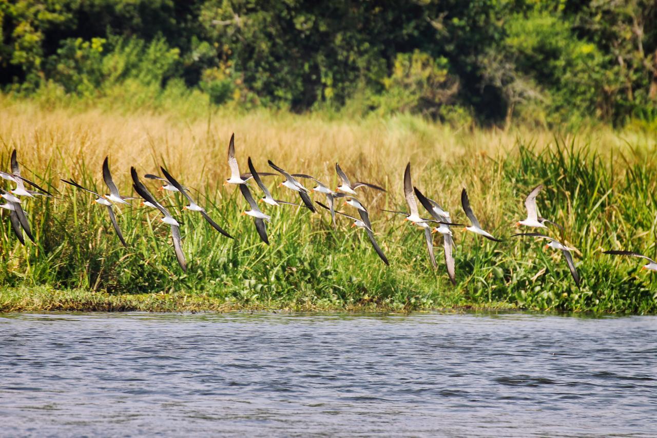 Twiga Safari Lodge Paraa Kültér fotó